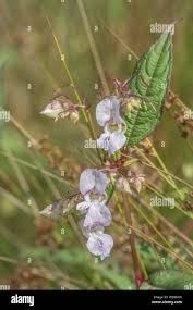 Attēlu rezultāti vaicājumam “Impatiens glandulifera leaf”