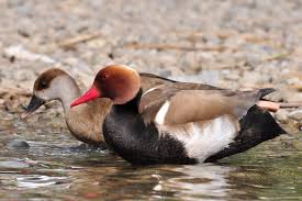 Image result for Netta rufina