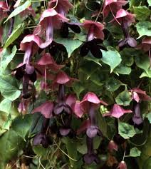 Image result for Rhodochiton atrosanguineum