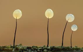 Attēlu rezultāti vaicājumam “Comatricha meandrispora”