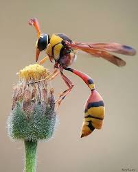 Attēlu rezultāti vaicājumam “Eumenidae”