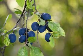 Attēlu rezultāti vaicājumam “Prunus domestica subsp. insitita fruit”