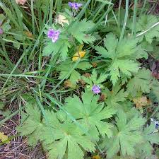 Attēlu rezultāti vaicājumam “Geranium bohemicum leaf”