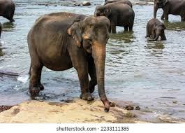 Image result for pinawella