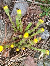 Attēlu rezultāti vaicājumam “Tussilago farfara bud”