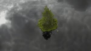 Attēlu rezultāti vaicājumam “Philonotis fontana sporophyte”