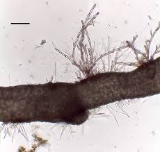 Attēlu rezultāti vaicājumam “Lemanea fluviatilis”