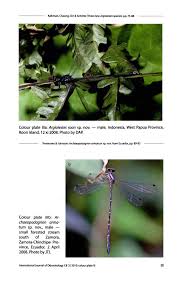 Attēlu rezultāti vaicājumam “Coenagrion armatum male”