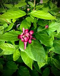 Attēlu rezultāti vaicājumam “Calycanthus floridus”