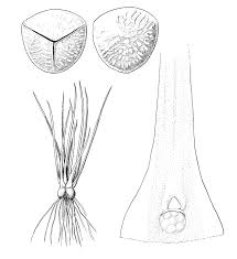 Attēlu rezultāti vaicājumam “Isoetaceae”