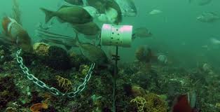 Image result for Pachymetopon grande