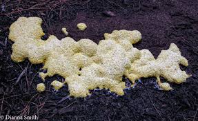 Attēlu rezultāti vaicājumam “Fuligo septica cf. septica”