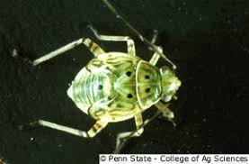 Attēlu rezultāti vaicājumam “Lygus nymph nymph”