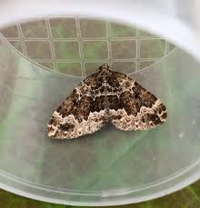 Attēlu rezultāti vaicājumam “Lampropteryx suffumata”