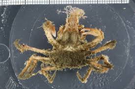 Image result for Hyas coarctatus