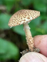 Attēlu rezultāti vaicājumam “Lepiota aspera”