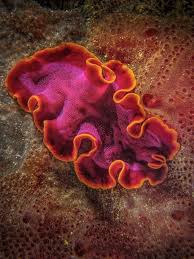 Attēlu rezultāti vaicājumam “Plathelminthes”