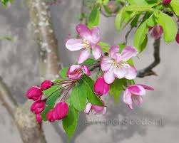 Attēlu rezultāti vaicājumam “Malus”