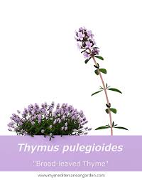 Attēlu rezultāti vaicājumam “Thymus pulegioides fruit”