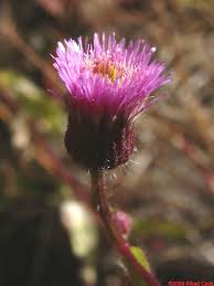 Attēlu rezultāti vaicājumam “Erigeron acris flower”