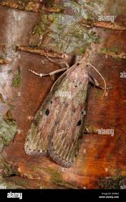 Attēlu rezultāti vaicājumam “Aphomia sociella female”