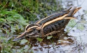 Image result for Lymnocryptes minimus