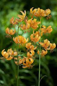 Attēlu rezultāti vaicājumam “Lilium martagon flower”