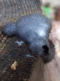 Attēlu rezultāti vaicājumam “Amaurochaete atra”