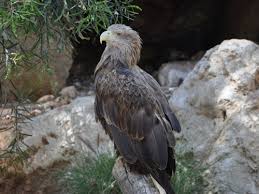 Attēlu rezultāti vaicājumam “Haliaeetus albicilla”