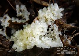 Attēlu rezultāti vaicājumam “Stemonitis herbatica”