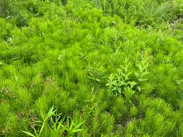 Attēlu rezultāti vaicājumam “Equisetum”