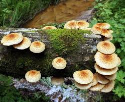 Attēlu rezultāti vaicājumam “Lactarius lygniotus”