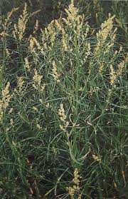 Attēlu rezultāti vaicājumam “Atriplex littoralis leaf”