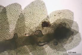 Attēlu rezultāti vaicājumam “Calypogeia integristipula”