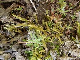 Attēlu rezultāti vaicājumam “Drepanocladus aduncus var. polycarpon”