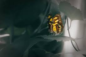 Attēlu rezultāti vaicājumam “Vanessa cardui underside”