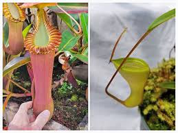 Attēlu rezultāti vaicājumam “Edwardsiana geometrica”