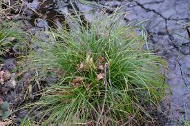 Attēlu rezultāti vaicājumam “Carex elongata”