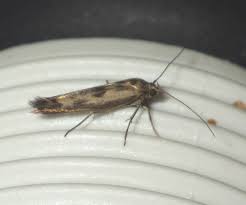 Attēlu rezultāti vaicājumam “Scythris limbella”