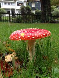 Attēlu rezultāti vaicājumam “Antrodia sinuosa”