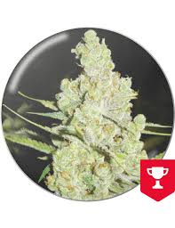 Resultado de imagen para la marihuana channel