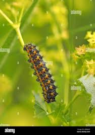 Attēlu rezultāti vaicājumam “Saturnia pavonia larva”