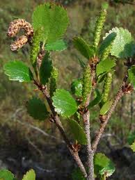 Attēlu rezultāti vaicājumam “Betula nana”