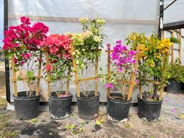 Image result for bougainvillea