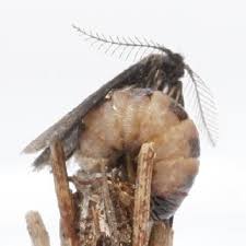 Attēlu rezultāti vaicājumam “Psyche casta larva”