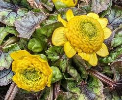 Attēlu rezultāti vaicājumam “Ficaria verna”