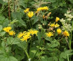 Attēlu rezultāti vaicājumam “Crepis paludosa leaf”