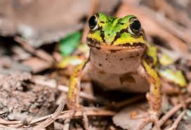 Attēlu rezultāti vaicājumam “Pelophylax juvenile”