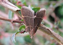 Attēlu rezultāti vaicājumam “Hypsopygia glaucinalis”