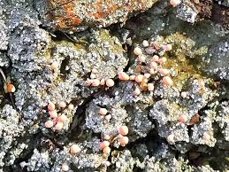 Attēlu rezultāti vaicājumam “Dibaeis baeomyces”